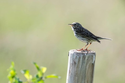 Meadow Pipit (Anthus pratensis), Emsland, Lower Saxony, Germany, Europe