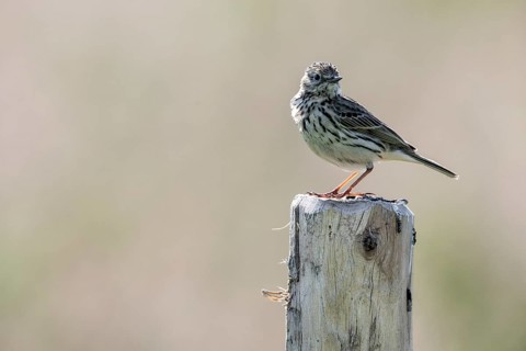 Meadow Pipit (Anthus pratensis), Emsland, Lower Saxony, Germany, Europe