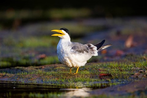 Large-billed Tern (Phaetusa simplex) Pantanal Brazil