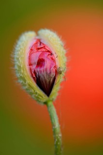 Close-up of a blossom bud from a Corn poppy (Papaver rhoeas) in summer