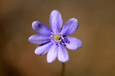 Close-up of a Common Hepatica (Anemone hepatica) blossom in a forest on a sunny evening in spring