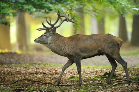 A Red deer (Cervus elaphus) male on a early foggy morning in a forest