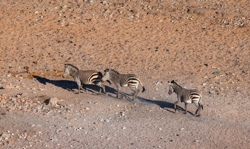 Three hartmann's mountain zebras (Equus zebra hartmannae) in the sand, from above, Hobatere