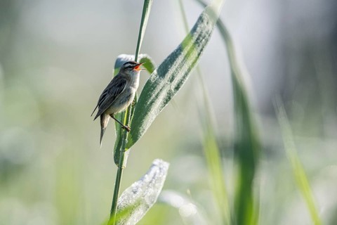 Sedge warbler (Acrocephalus schoenobaenus), Lower Saxony, Germany, Europe