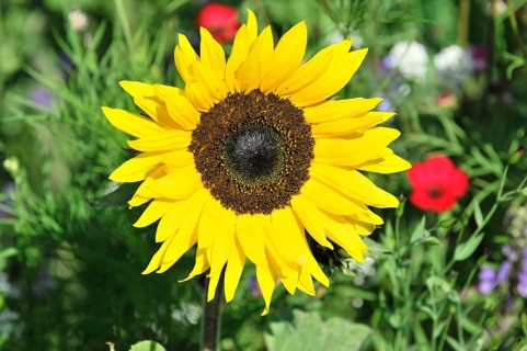 Sunflower (Helianthus annuus), flowering, Baden-Wuerttemberg, Germany, Europe, Large yellow