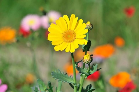 Golden daisy (Euryops spec.), flower meadow, Baden-Wuerttemberg, Germany, Europe, Yellow flower in