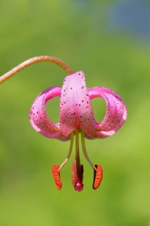 Martagon lily (Lilium martagon) in a forest in spring, lily family, flower, macro, nature