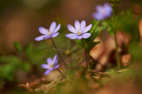 Common hepatica (Anemone hepatica) Blossoms in a forest, Bavaria, Germany, Europe