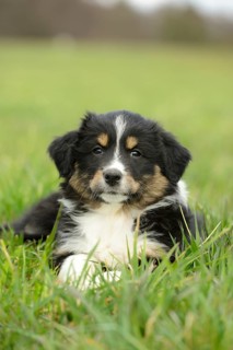 Close-up of an Australian shepherd puppy lying on a meadow