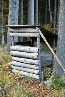 A perch in a mixed forest in autumn, Austria, Europe