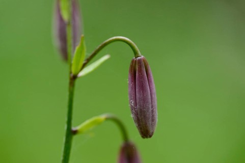 Close-up of a Martagon or Turk's cap lily (Lilium martagon) in a forest in spring