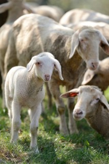 Close-up of a sheep (Ovis aries) lamb in a fruit grove in spring