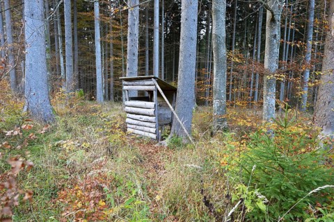 A perch in a mixed forest in autumn, Austria, Europe