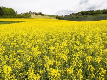 Rape field in bloom, near Riegersburg, Styria, Austria, Europe