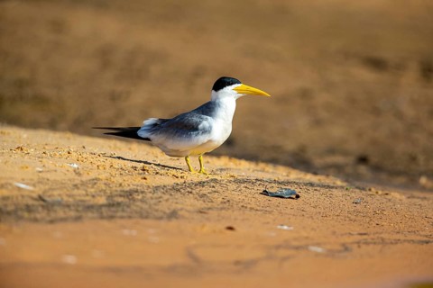 Large-billed Tern (Phaetusa simplex) Pantanal Brazil