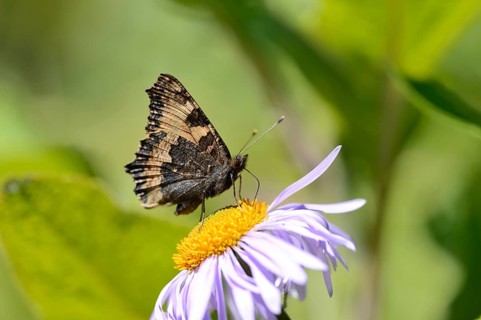 Close-up of a small tortoiseshell (Aglais urticae L.) on a European Michaelmas Daisy (Aster