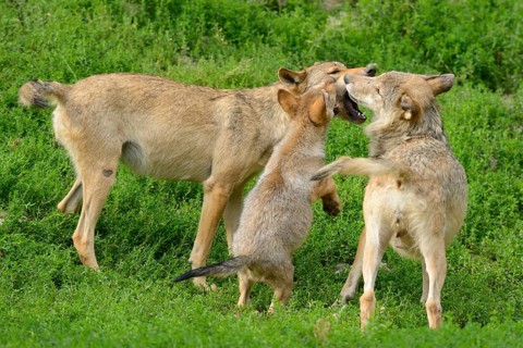 Algonquin wolf (Canis lupus lycaon) mother with pups on a green meadow, captive, Germany, Europe