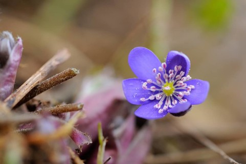 Close-up of a Common Hepatica (Anemone hepatica) blossom in a forest in spring