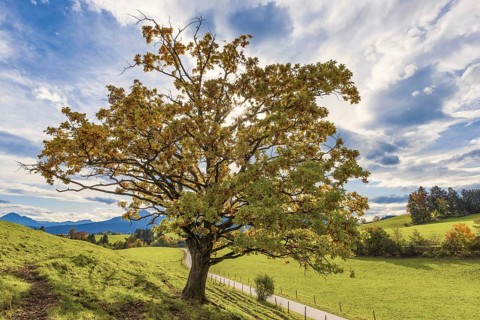 Maple tree, Acer pseudoplataus, Ostallgaeu, Bavaria, Germany, Europe