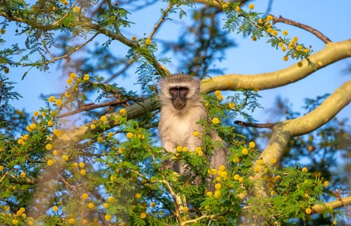 Southern vervet monkey (Chlorocebus pygerythrus) sitting in a flowering tree, eating yellow flowers