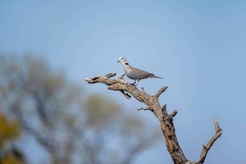 Ring-necked dove (Streptopelia capicola) sitting on a branch against a blue sky, Kruger National