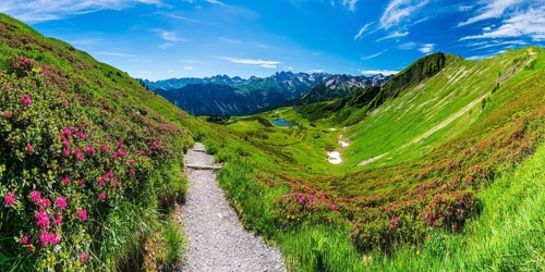 Alpine rose blossom, panorama from the Fellhorn over the Schlappoldsee and mountain station of the