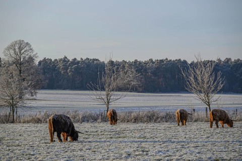 Cows grazing on frozen pasture surrounded by bare trees in winter, Frosty winter time in the early