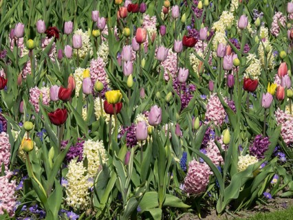 A colourful field of different tulips and hyacinths that together form a vibrant sea of flowers,