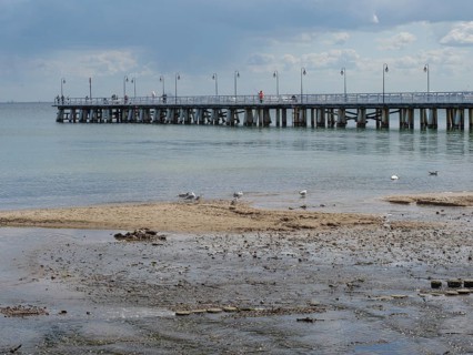 Seagulls walking on the wet beach near a long jetty into the sea under a slightly cloudy sky, green
