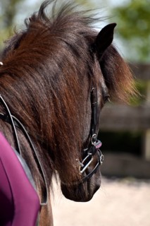Detailed view of an Icelandic horse with head, mane, mop of hair and equipped with reins, bridle