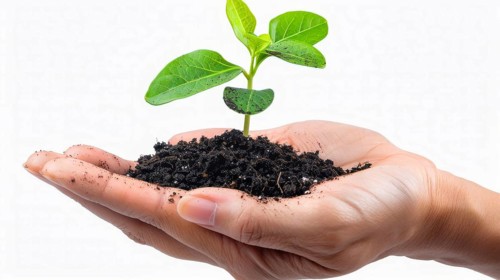 Hand holding a small green sprout in soil, representing new life