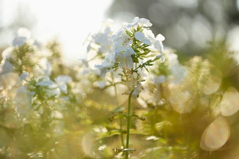 Close-up of white Garden phlox (Phlox paniculata) blossoms in a garden in summer