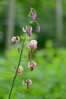 Close-up of a Martagon or Turk's cap lily (Lilium martagon) in a forest in spring