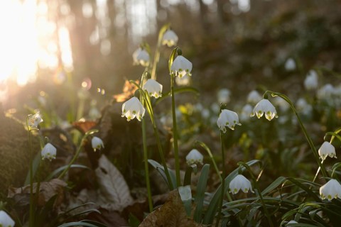 Spring Snowflake (Leucojum vernum) blossoms in a forest on a sunny evening in spring
