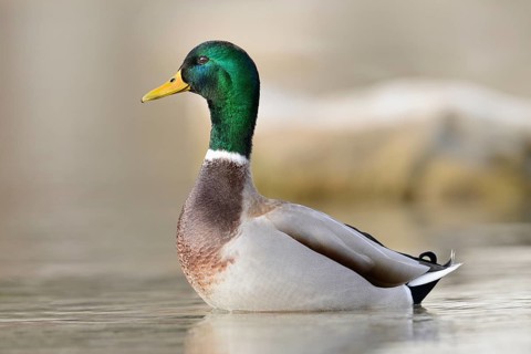 Mallard or Wild Duck (Anas platyrhynchos) male at a lake in winter, Austria, Europe