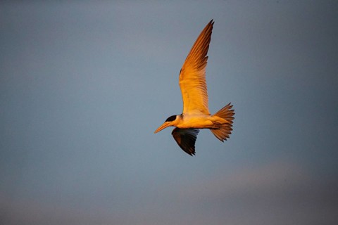 Large-billed Tern (Phaetusa simplex) Pantanal Brazil