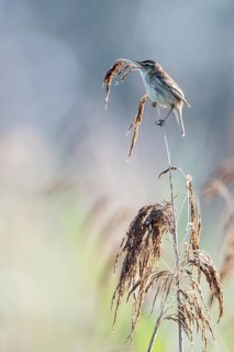 Sedge warbler (Acrocephalus schoenobaenus), Lower Saxony, Germany, Europe