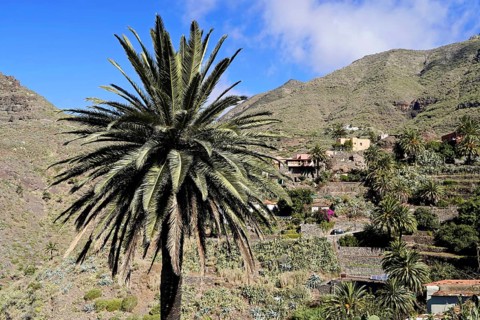 Mountain village Masca, Masca Gorge, Montana Teno Mountains, Tenerife, Canary Islands, Spain,