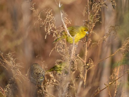 Free-living saffron finch (Sicalis flaveola) or saffron bunting male (all yellow) and female, seen