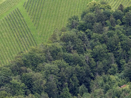 Vineyard at the edge of the forest, view from the Demmerkogel lookout point, St. Andrae-Hoech,