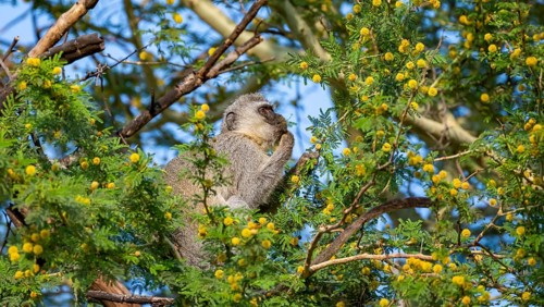 Southern vervet monkey (Chlorocebus pygerythrus) sitting in a flowering tree, eating yellow flowers