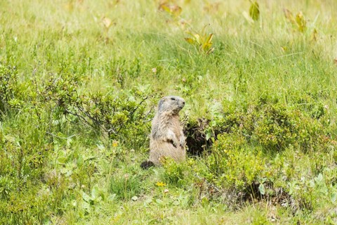 Alpine marmot (Marmota marmota), Allgaeu Alps, Allgaeu, Bavaria, Germany, Europe
