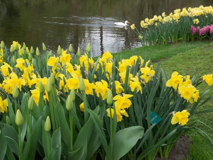 A river with yellow daffodils in the foreground, grassy banks and a duck in the water, lots of