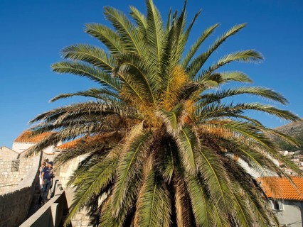 A large palm tree stands in front of a bright blue sky, while people stroll past in a summer