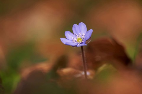 Close-up of Common Hepatica (Anemone hepatica) blossoms in a forest in spring, Bavaria, Germany,