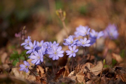 Common hepatica (Anemone hepatica) Blossoms in a forest, Bavaria, Germany, Europe