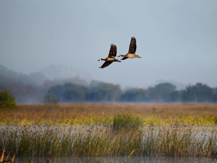 Two white-faced whistling ducks (Dendrocygna viduata), male and female, flying over the lake Laguna