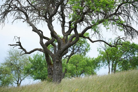 Landscape of a zwetschge (Prunus domestica subsp. domestica) tree in early summer, Bavaria,
