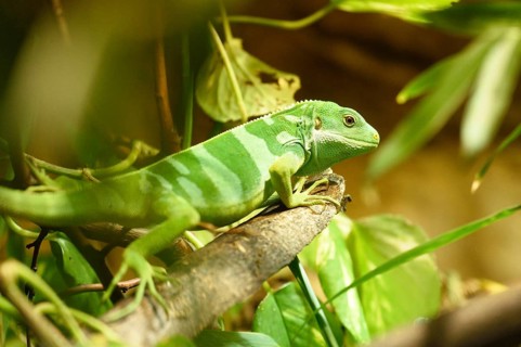 Close-up of a Fiji banded iguana (Brachylophus fasciatus) in a terrarium