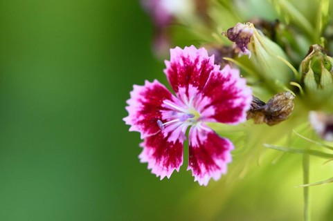 Close-up of a sweet william (Dianthus barbatus) blossom in a garden in early summer